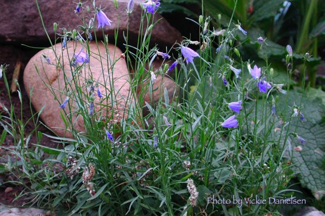 campanula.jpg