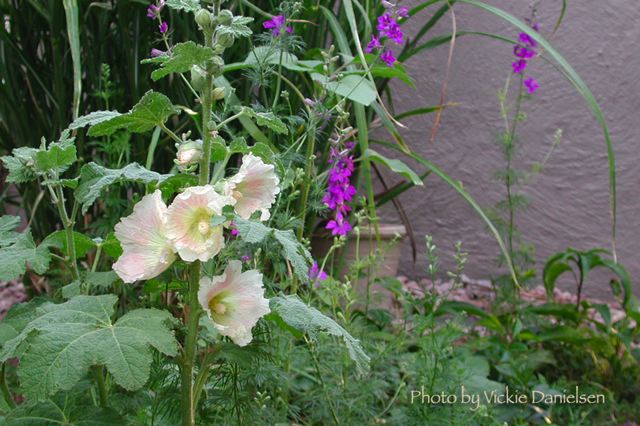 courtyard_hollyhock.jpg