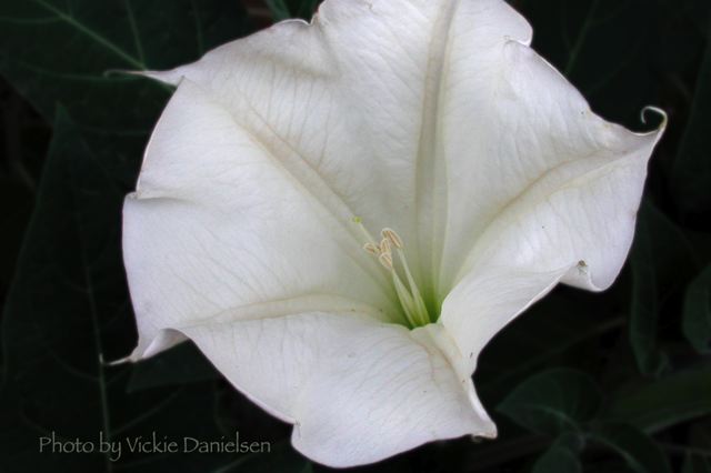 datura__the_o_keeffe_flower.jpg