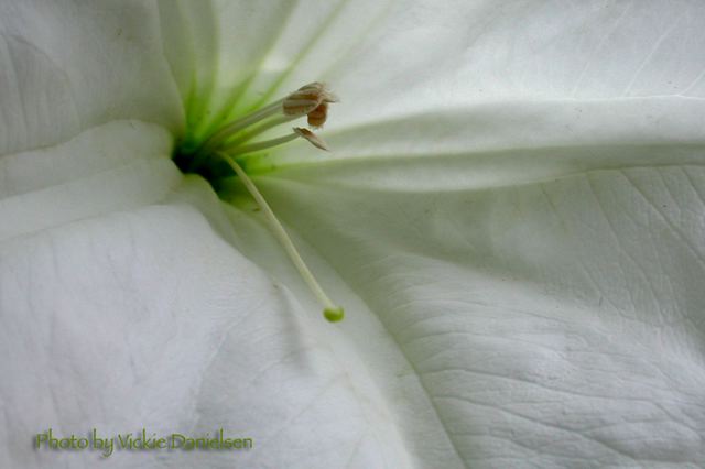 datura_o_keeffeian_style.jpg