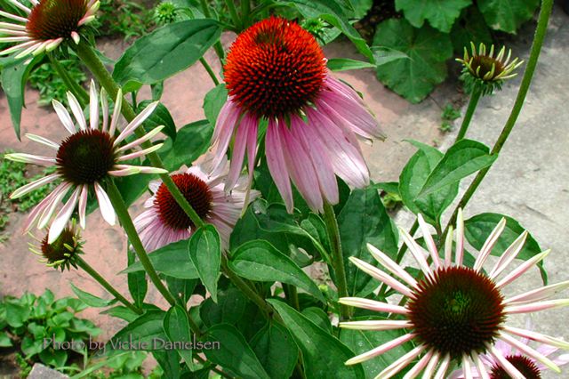 echinacea.jpg
