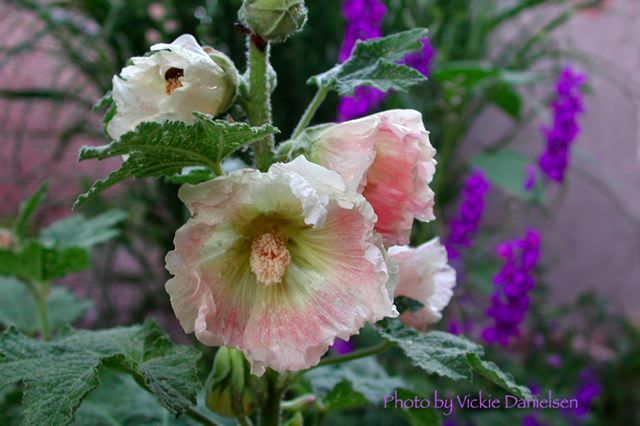 hollyhock_in_pink.jpg