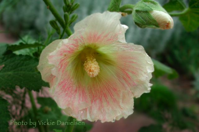 hollyhock_pink.jpg