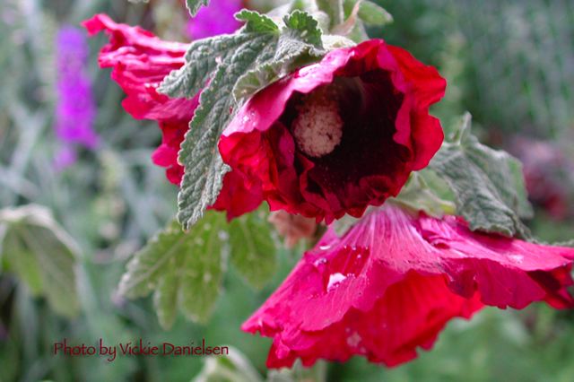 hollyhocks_droooping.jpg