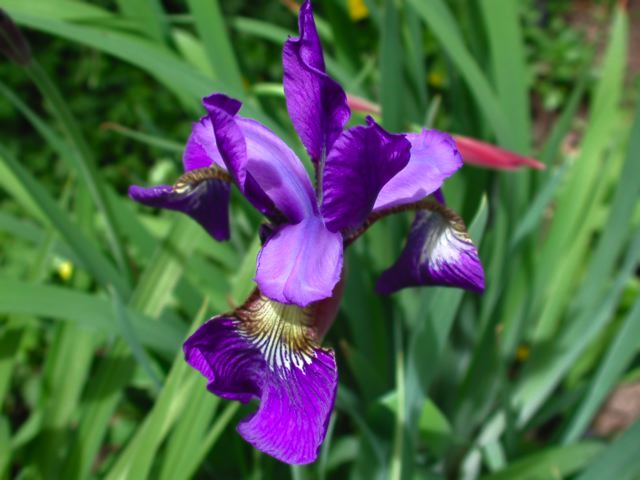 iris.jpg