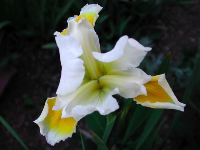 iris_in_yellow.jpg