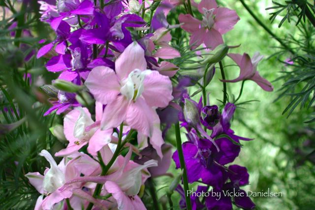 larkspur.jpg