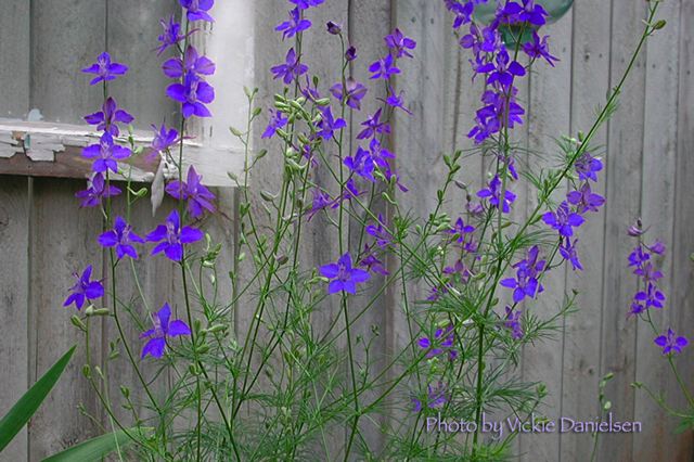 larkspur_with_frame.jpg
