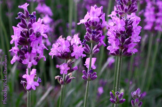 late_lavender.jpg
