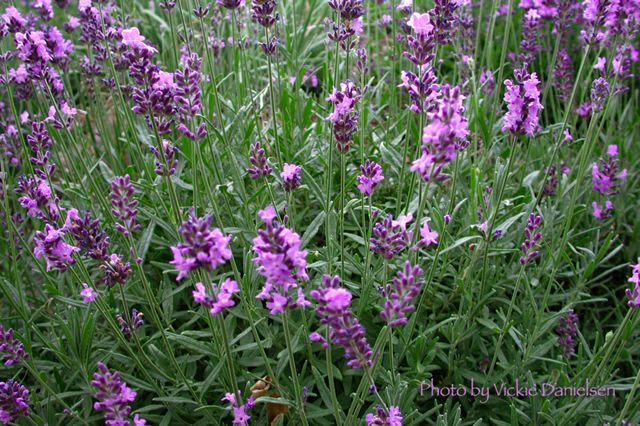 lavender.jpg