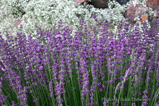 lavender_and_baby_s_breath.jpg