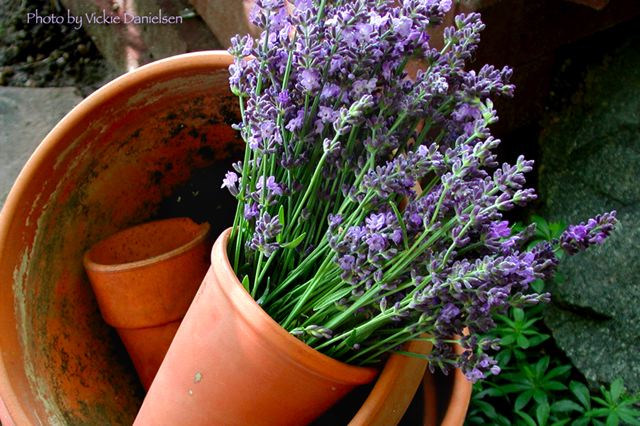 lavender_in_tericotta.jpg