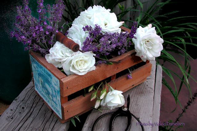 lavender_on_white_roses.jpg