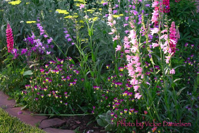 linden_bed_with_penstemon.jpg