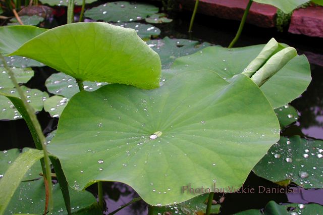 lotus_leaves.jpg