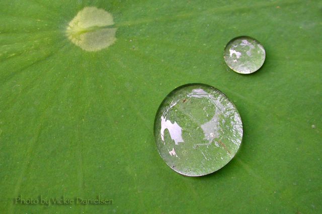 lotus_leaves_reflecting.jpg
