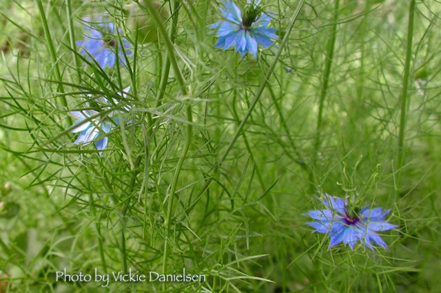love_in_a_mist.jpg