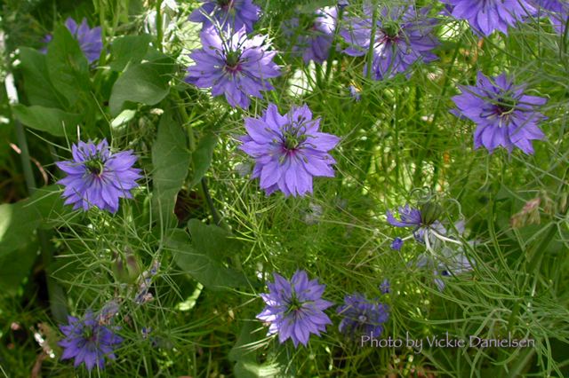 love_in_a_mist_at_mitzi_s.jpg