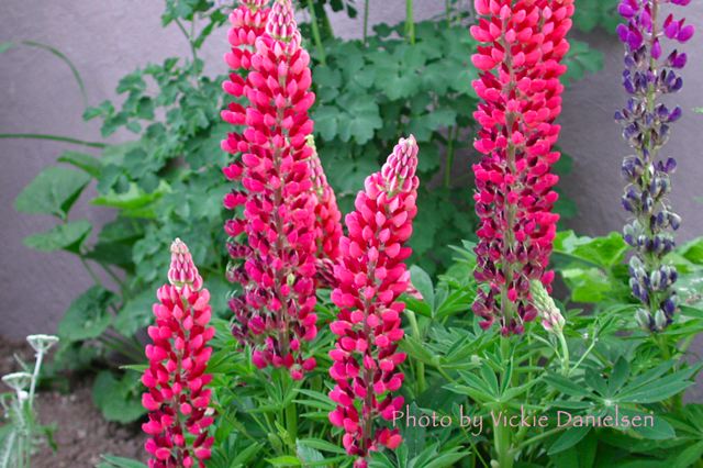 lupine__ah__lupine.jpg