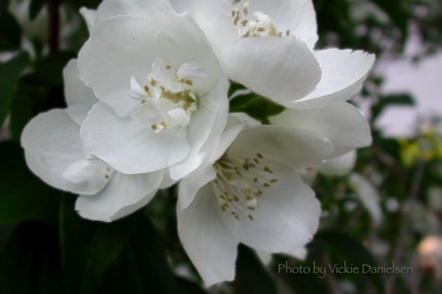mock_orange_while_it_lasted.jpg