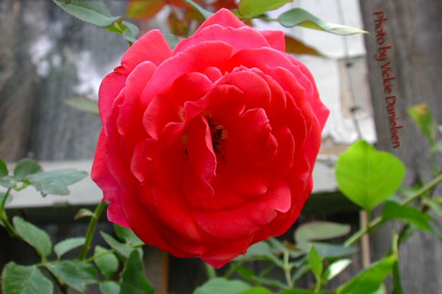 old_rose__old_window.jpg