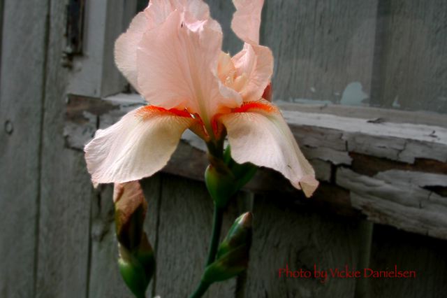 old_window__new_iris.jpg