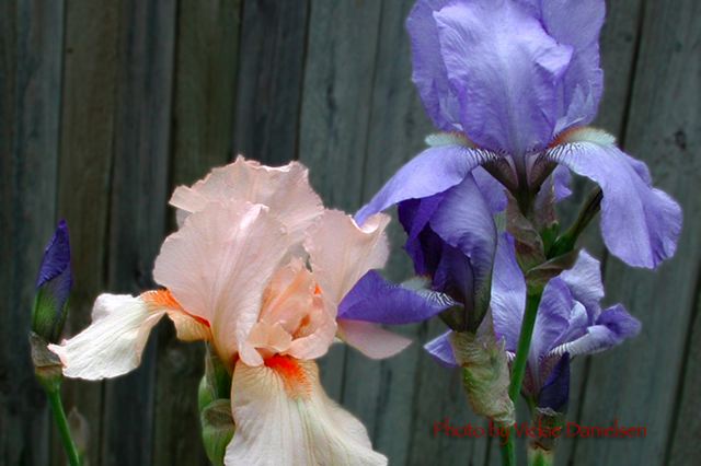 peach_and_blue_irises.jpg