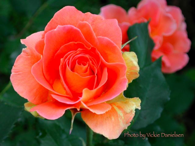 peach_rose.jpg