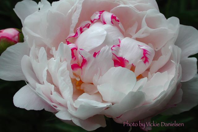 peony_with_pink.jpg