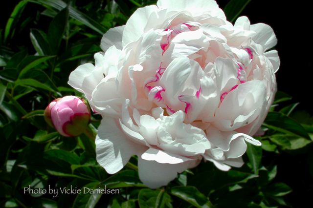 peony_with_pink_two.jpg