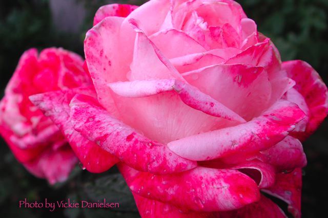 peppermint_candy_rose.jpg