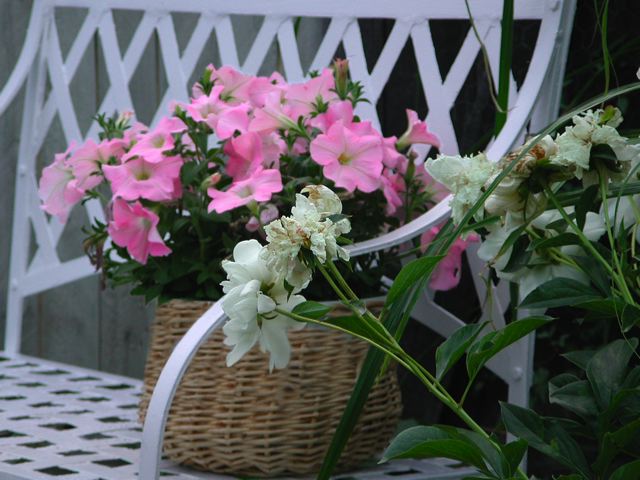 pink_petunias.jpg