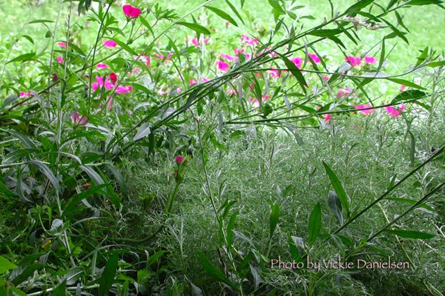 pink_poppy_mallow__sage___g.jpg