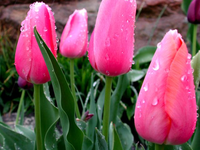pink_up_close.jpg