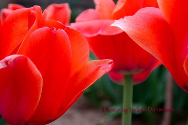 red_tulips.jpg