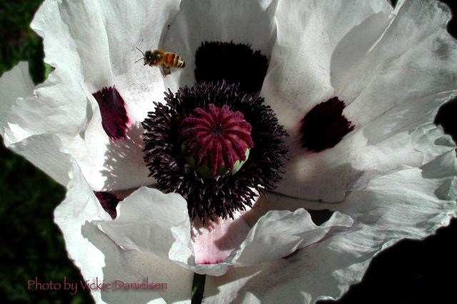 roy_s_white_poppy.jpg