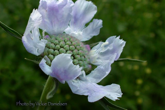 scabiosa.jpg