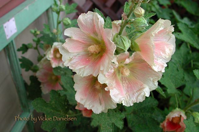 sharon_s_hollyhock_peek-a-b.jpg