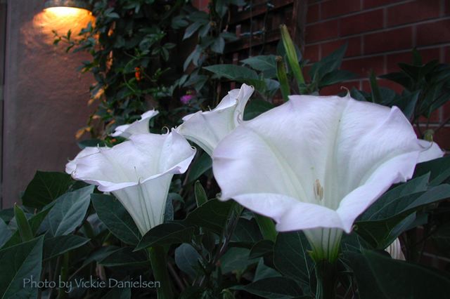 six_trumpets_at_dusk.jpg