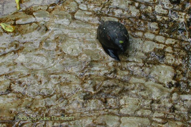 snail_s_pace.jpg