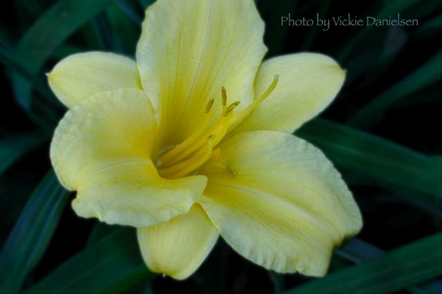stella_d_oro_lily.jpg