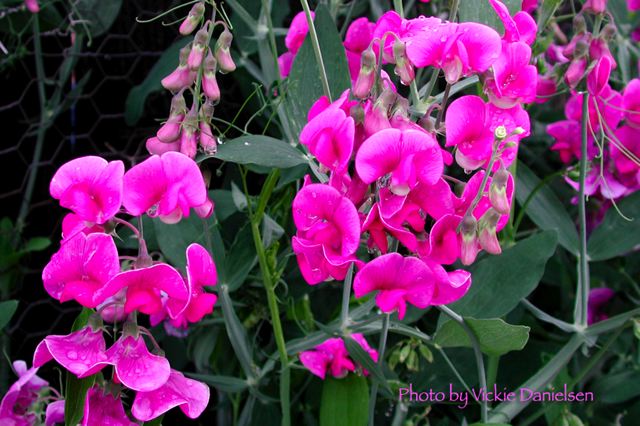 sweet_peas_with_chicken_wir.jpg