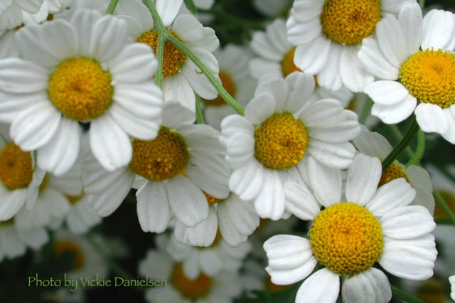 tanacetum_niveum_--_that_we.jpg