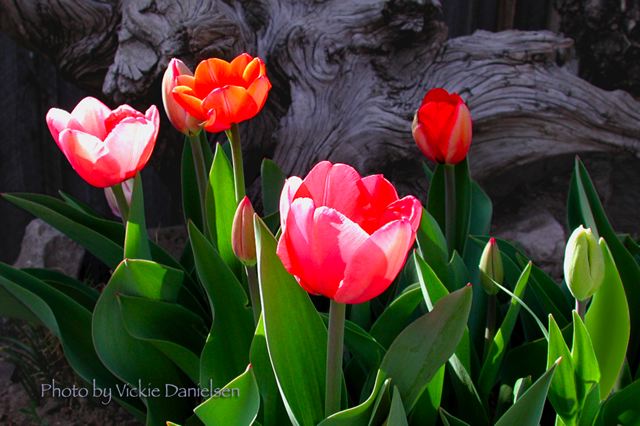 tulips_and_old_stump.jpg