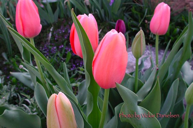 tulips_in_pink.jpg