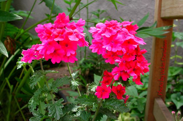 verbena_with_chair.jpg