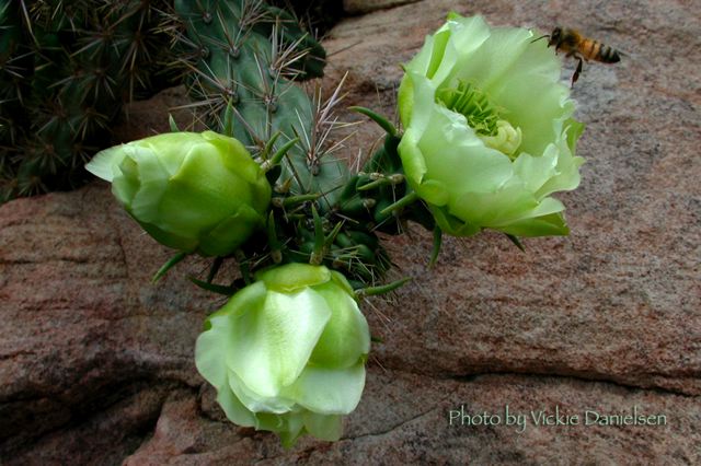 yellow_cacti.jpg