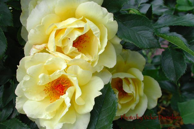 yellow_english_tea_roses.jpg