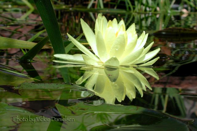 yellow_lily.jpg