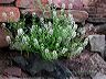 alyssum